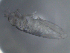 ( - 11975-G08)  @12 [ ] CreativeCommons - Attribution Non-Commercial Share-Alike (2011) David Porco ECODIV lab, Universite de Rouen