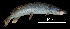  ( - 16_BM14)  @11 [ ] CreativeCommons  Attribution Non-Commercial Share-Alike  (2012) Marco Casu Dipartimento di Scienze della Natura e del Territorio - University of Sassari (Italy)