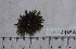  ( - HLC-24858)  @13 [ ] CreativeCommons - Attribution (2010) Unspecified Centre for Biodiversity Genomics