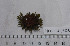  ( - HLC-24858)  @13 [ ] CreativeCommons - Attribution (2010) Unspecified Centre for Biodiversity Genomics