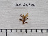  (Comatulidae - HLC-24912)  @12 [ ] CreativeCommons - Attribution (2010) Unspecified Centre for Biodiversity Genomics