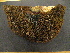  (Boletus sp. 3 - GO-2008-103)  @11 [ ] Copyright (2008) Roberto Garibay-Orijel Universidad Nacional Autonoma De Mexico