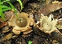  (Geastrum sp. 1 - GO-2009-124)  @11 [ ] Copyright (2009) Roberto Garibay-Orijel Universidad Nacional Autonoma De Mexico