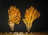  (Ramaria sp. 6 - GO-2009-110)  @11 [ ] Copyright (2009) Roberto Garibay-Orijel Universidad Nacional Autonoma De Mexico