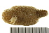  (Psolidae - HLC-30151)  @14 [ ] CreativeCommons - Attribution (2012) CBG Photography Group Centre for Biodiversity Genomics