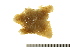  (Pteraster sp. AAL2213 - HLC-30404)  @12 [ ] CreativeCommons - Attribution (2012) CBG Photography Group Centre for Biodiversity Genomics