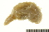  (Pentamera - HLC-L06403)  @13 [ ] CreativeCommons - Attribution (2012) CBG Photography Group Centre for Biodiversity Genomics