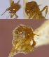  (Blephariatta - CTGA - I_208)  @11 [ ] 90174 (2023) Aline Ximenes SISBIO