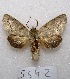  ( - MACN-Bar-Lep-ct 05642)  @14 [ ] Copyright (2013) MACN Museo Argentino de Ciencias Naturales "Bernardino Rivadavia"