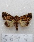  (Lophomyra sp. PL1 - MACN-Bar-Lep-ct 05647)  @13 [ ] Copyright (2013) MACN Museo Argentino de Ciencias Naturales "Bernardino Rivadavia"