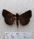  ( - MACN-Bar-Lep-ct 05652)  @13 [ ] Copyright (2013) MACN Museo Argentino de Ciencias Naturales "Bernardino Rivadavia"