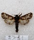  ( - MACN-Bar-Lep-ct 05751)  @14 [ ] Copyright (2013) MACN Museo Argentino de Ciencias Naturales "Bernardino Rivadavia"