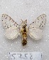  ( - MACN-Bar-Lep-ct 05758)  @13 [ ] Copyright (2013) MACN Museo Argentino de Ciencias Naturales "Bernardino Rivadavia"