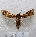  ( - MACN-Bar-Lep-ct 05842)  @13 [ ] Copyright (2014) MACN Museo Argentino de Ciencias Naturales "Bernardino Rivadavia"