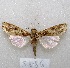  ( - MACN-Bar-Lep-ct 05886)  @13 [ ] Copyright (2014) MACN Museo Argentino de Ciencias Naturales "Bernardino Rivadavia"