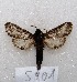  ( - MACN-Bar-Lep-ct 05901)  @13 [ ] Copyright (2014) MACN Museo Argentino de Ciencias Naturales "Bernardino Rivadavia"