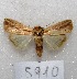  ( - MACN-Bar-Lep-ct 05910)  @12 [ ] Copyright (2014) MACN Museo Argentino de Ciencias Naturales "Bernardino Rivadavia"