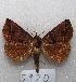  ( - MACN-Bar-Lep-ct 05920)  @13 [ ] Copyright (2014) MACN Museo Argentino de Ciencias Naturales "Bernardino Rivadavia"