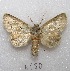  ( - MACN-Bar-Lep-ct 06150)  @14 [ ] Copyright (2014) MACN Museo Argentino de Ciencias Naturales "Bernardino Rivadavia"