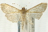  ( - CNCLEP00089877)  @14 [ ] CreativeCommons - Attribution Non-Commercial Share-Alike (2011) Jean-Francois Landry, CNC and Zhaofu Yang, BIO Canadian National Collections