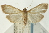  ( - CNCLEP00089879)  @14 [ ] CreativeCommons - Attribution Non-Commercial Share-Alike (2011) Jean-Francois Landry, CNC and Zhaofu Yang, BIO Canadian National Collections