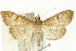  ( - CNCLEP00089886)  @14 [ ] CreativeCommons - Attribution Non-Commercial Share-Alike (2011) Jean-Francois Landry, CNC and Zhaofu Yang, BIO Canadian National Collections