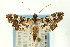  (Sisyracera inabsconsalis - CNCLEP00089924)  @14 [ ] CreativeCommons - Attribution Non-Commercial Share-Alike (2011) Jean-Francois Landry, CNC and Zhaofu Yang, BIO Canadian National Collections