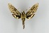  ( - Ec-Sph0093)  @11 [ ] CreativeCommons - Attribution Non-Commercial No Derivatives (2019) Brigitte Gottsberger University of Vienna, Dept of Botany and Biodiversity Research