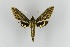  ( - Ec-Sph0094)  @11 [ ] CreativeCommons - Attribution Non-Commercial No Derivatives (2019) Brigitte Gottsberger University of Vienna, Dept of Botany and Biodiversity Research