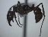  (Ectatomma gibbum - Ecta-081)  @13 [ ] Unspecified (default): All Rights Reserved  Unspecified Unspecified
