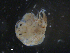  (Argulus funduli - A.ext.Fh.LWT.17.1)  @11 [ ] CreativeCommons - Attribution (2014) Sean Locke Centre for Biodiversity Genomics
