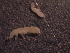  (Onychiurus folsomi - EC-OF-01)  @11 [ ] Unspecified (default): All Rights Reserved  Unspecified Unspecified
