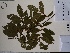  (Casearia ulmifolia - AP-10568)  @11 [ ] Copyright (2027) Unspecified Columbus State University