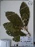  (Tetrorchidium - AP-10637)  @11 [ ] Copyright (2052) Unspecified Columbus State University