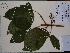  (Allophylus pilosus - AP-10672)  @11 [ ] Copyright (2028) Unspecified Columbus State University
