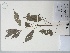  (Protium aracouchini - AP-10686)  @11 [ ] Copyright (2042) Unspecified Columbus State University