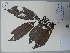  (Guatteria punctata - AP-10696)  @11 [ ] Copyright (2051) Unspecified Columbus State University