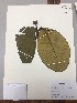  (Clusia sp - RLJ-11005)  @11 [ ] Copyright (2017) Unspecified Columbus State University