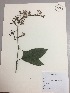  (Palicourea hospitalis - RLJ-11013)  @11 [ ] Copyright (2017) Unspecified Columbus State University