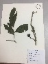  (Casearia quinduiensis - RLJ-11016)  @11 [ ] Copyright (2017) Unspecified Columbus State University