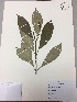  (Tovomita weddelliana - RLJ-11055)  @11 [ ] Copyright (2017) Unspecified Columbus State University
