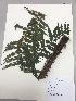  (Cyathea delgadii - RLJ-11057)  @11 [ ] Copyright (2017) Unspecified Columbus State University