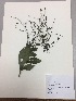  (Monnina hirta - RLJ-11061)  @11 [ ] Copyright (2017) Unspecified Columbus State University