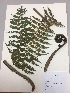  (Cyathea planadae - RLJ-11084)  @11 [ ] Copyright (2017) Unspecified Columbus State University