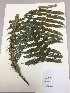  (Cyathea pallescens - RLJ-11086)  @11 [ ] Copyright (2017) Unspecified Columbus State University