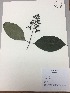  (Palicourea amethystina - RLJ-11124)  @11 [ ] Copyright (2017) Unspecified Columbus State University