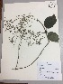  (Valeriana clematitis - RLJ-11129)  @11 [ ] Copyright (2017) Unspecified Columbus State University