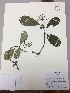  (Chrysochlamys columbiana - RLJ-11166)  @11 [ ] Copyright (2017) Unspecified Columbus State University