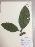  (Ficus dulciaria - RLJ-11168)  @11 [ ] Copyright (2017) Unspecified Columbus State University