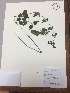  (Stachys lamioides - RLJ-11212)  @11 [ ] Copyright (2017) Unspecified Columbus State University